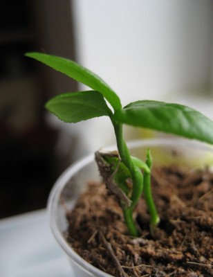 Limequat verdreht.JPG