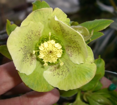 CIMG2406 - Kopie.JPG