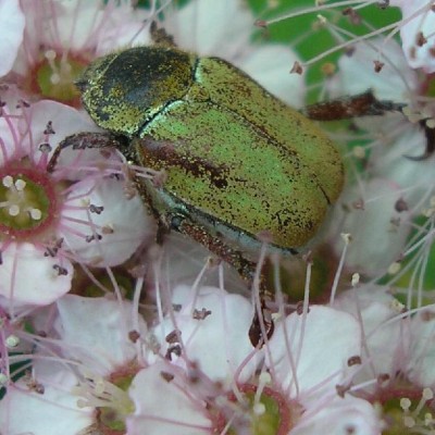 rätselblume.jpg