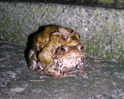 Krötenpärchen 4.jpg