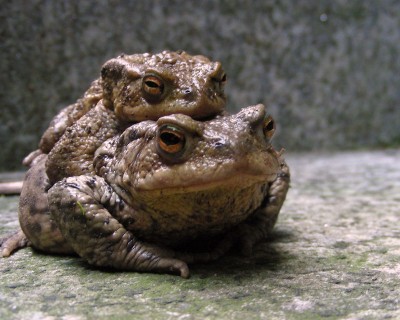 Krötenpärchen 2.jpg