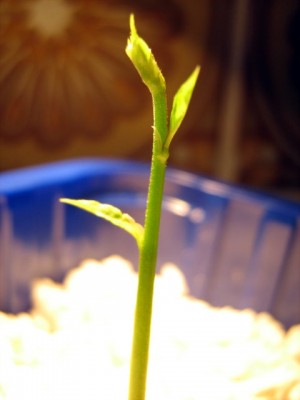 01.03.08 Blauregen.JPG