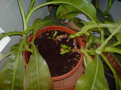Nepenthes1.JPG