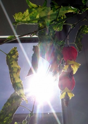 P1010008.jpg