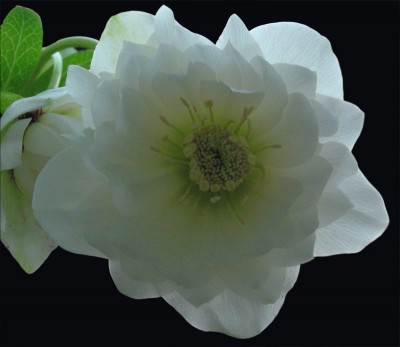 weiß-gef. Helleborus.jpg