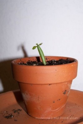 20080302-Wüstenrose.JPG
