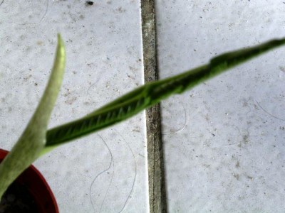 PICT0707.JPG