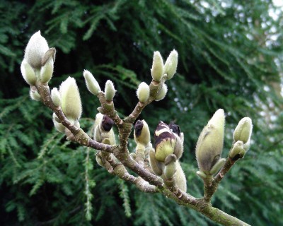 Magnolienschaden.jpg