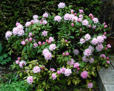 früher Rhododendron.jpg