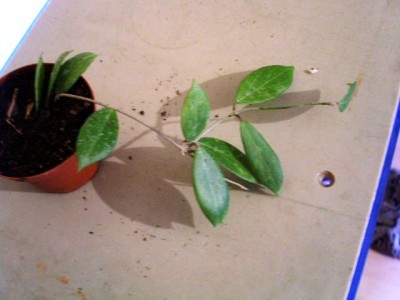 PICT0714.JPG