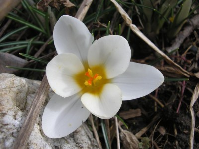 sieberi.JPG