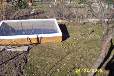 Green2_1198.JPG