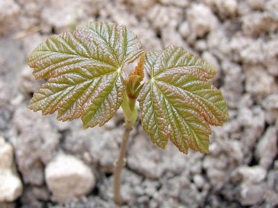 Berg-Ahorn - Acer pseudoplatanus.JPG