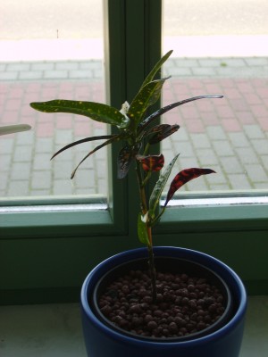 PICT0270.JPG