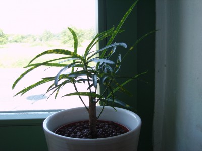 PICT0271.JPG