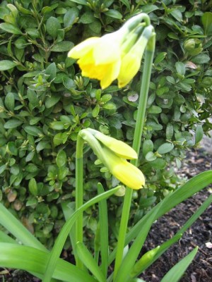 tn_Osterblumen 006 - Kopie.JPG