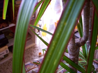 100_0341.jpg
