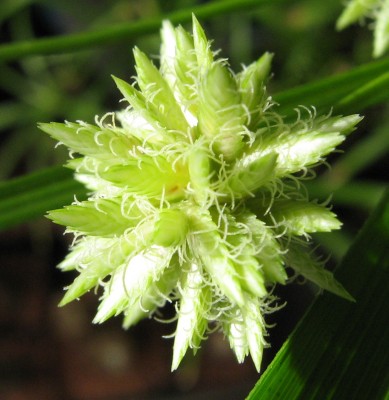 IMG_4230a Zypergrasblüte.JPG