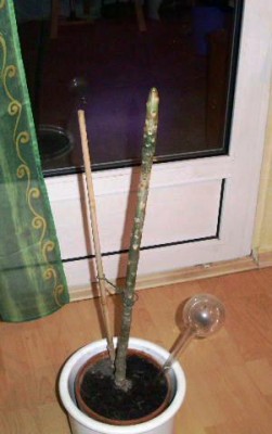 PICT0100.JPG