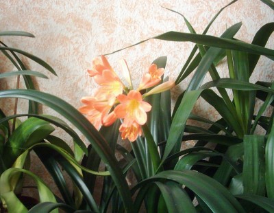 DSCI0004 - Kopie.JPG