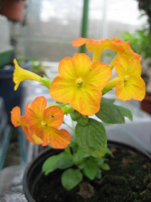 Ableger Marmalade.jpg