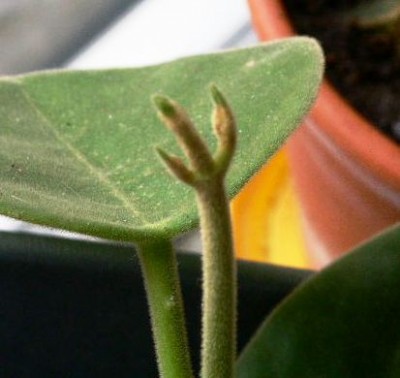 PICT0726.JPG
