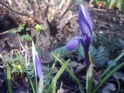 Krokus (4).JPG