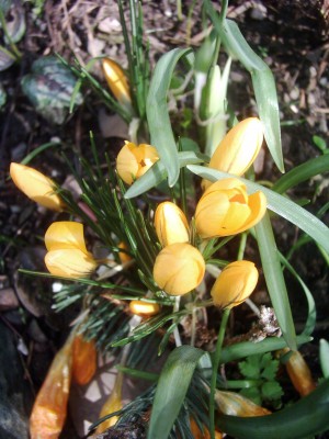 Krokus (2).JPG
