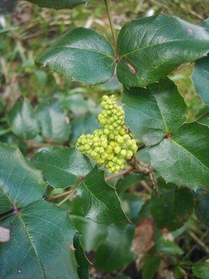 Ilex aquifolium (2).JPG