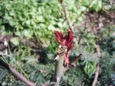 Austrieb an Rose.JPG