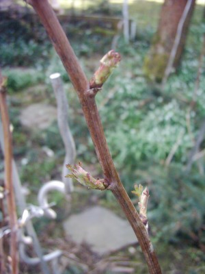 Austrieb an Himbeere.JPG