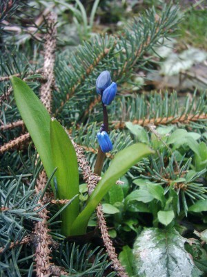 Scilla (2).JPG