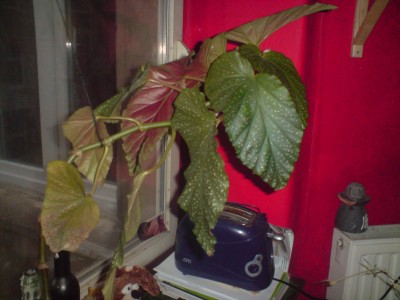 DSC00134.JPG