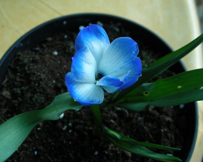 chil. Krokus w.jpg