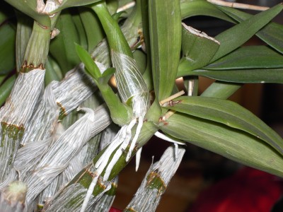 PICT3707.JPG