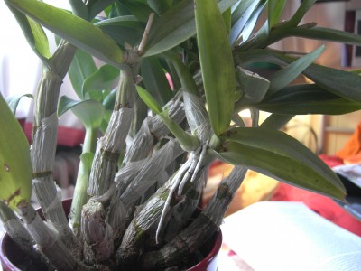 PICT3703.JPG