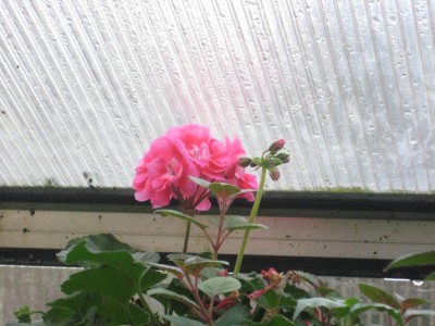 Pink geranie.jpg