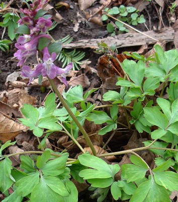 04.03.2008 corydalis cava.jpg