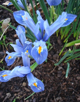 28.02.2008 iris reticulata.jpg