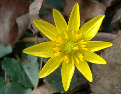 26.02.2008 scharbockskraut.jpg