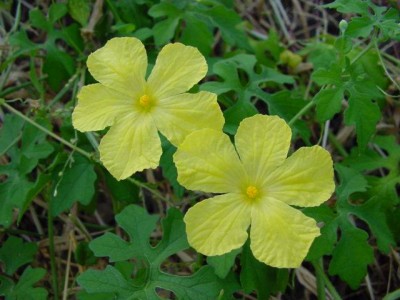 blüte.jpg