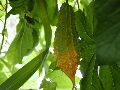 die frucht......jpg