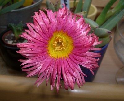 CIMG2437 - Kopie.JPG