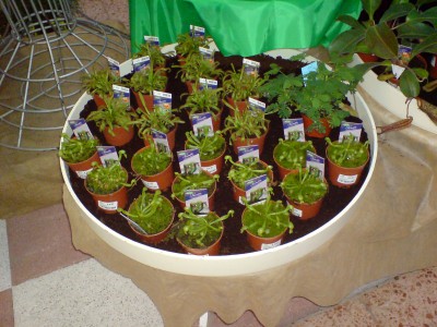 Dehner Sortiment.JPG