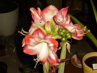 Amaryllis 2 011.jpg