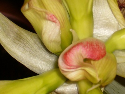 Amaryllis 2 005.jpg