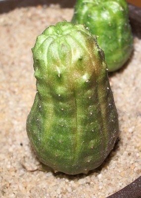 IMGP2720g.jpg