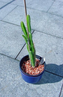 Pitty 0407.jpg