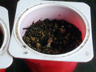 A. 'red large flowers'.JPG