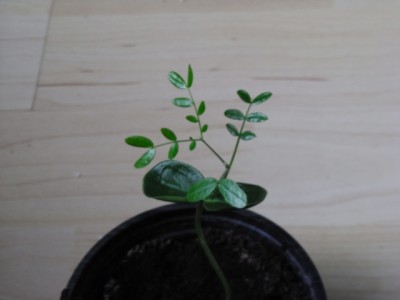caesalpinia.jpg